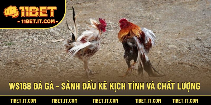 WS168 đá gà